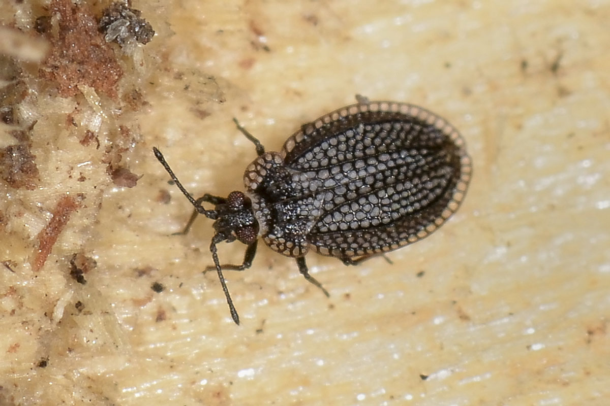 Tingidae: Acalypta sp?  S, Acalypta marginata